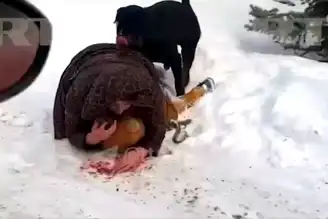 Anne, Çocuğunu Köpekten Kendi Bedeniyle Korumuş!